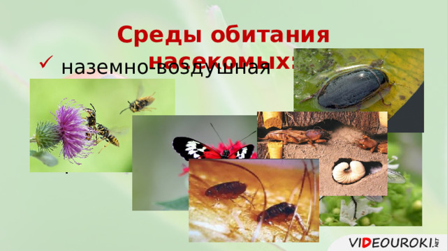 Среды обитания насекомых:  наземно-воздушная  водная  почва  тела других живых организмов  