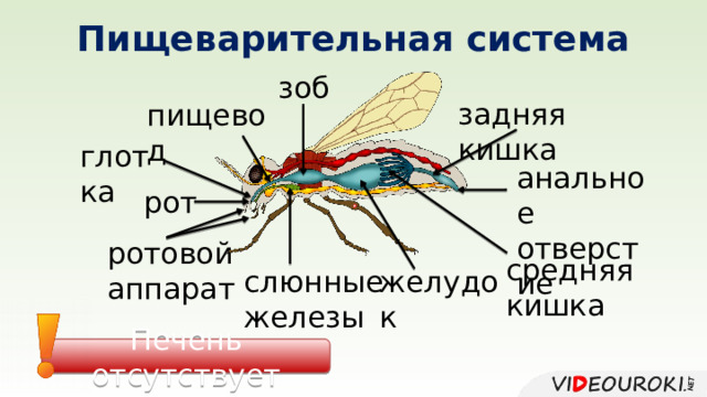 Пищеварительная система зоб задняя кишка пищевод глотка анальное отверстие рот ротовой аппарат средняя кишка желудок слюнные железы Печень отсутствует 