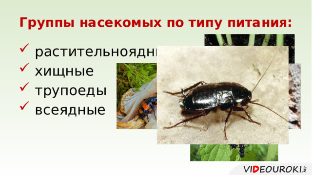 Группы насекомых по типу питания:  растительноядные  хищные  трупоеды  всеядные 