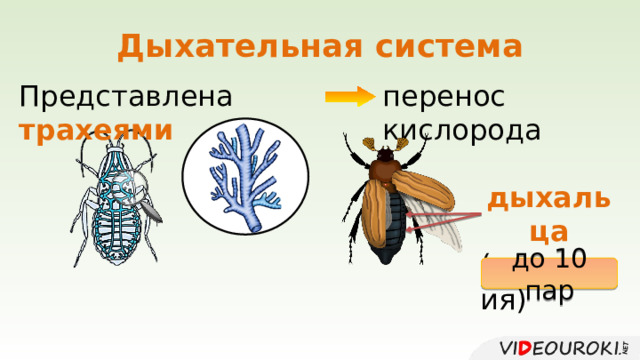 Дыхательная система Представлена трахеями перенос кислорода дыхальца (отверстия) до 10 пар 