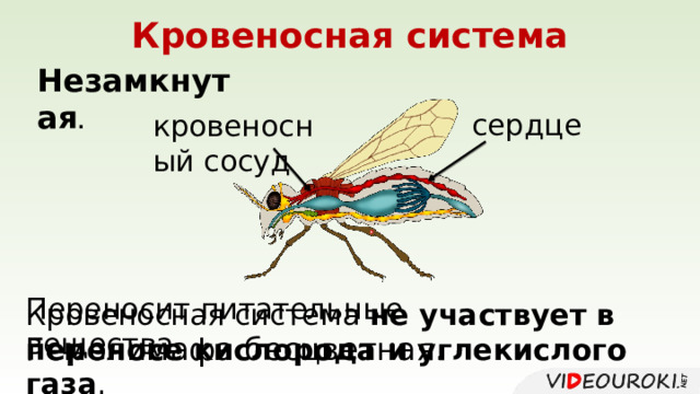 Кровеносная система Незамкнутая . сердце кровеносный сосуд Переносит питательные вещества. Кровеносная система не участвует в переносе кислорода и углекислого газа . Гемолимафа бесцветная. 