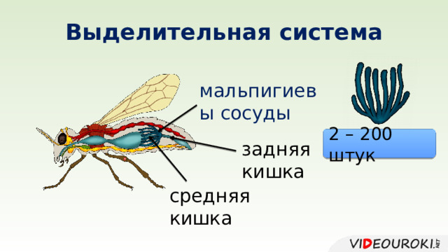 Выделительная система мальпигиевы сосуды 2 – 200 штук задняя кишка средняя кишка 