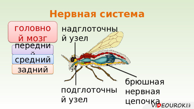 Нервная система головной мозг надглоточный узел передний средний задний брюшная нервная цепочка подглоточный узел 