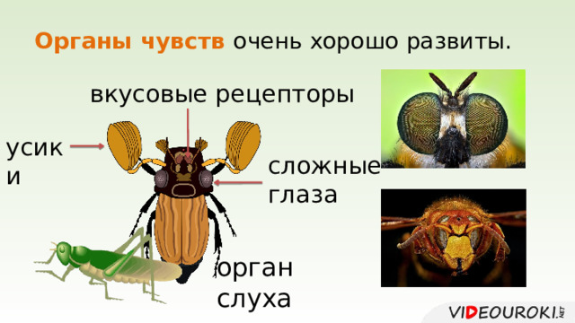 Органы чувств очень хорошо развиты. вкусовые рецепторы усики сложные глаза орган слуха 
