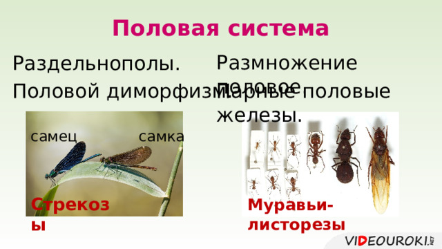 Половая система Размножение половое. Раздельнополы. Половой диморфизм. Парные половые железы. самец самка Стрекозы Муравьи-листорезы 