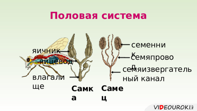 Половая система семенник яичник семяпровод яйцевод семяизвергательный канал влагалище Самец  Самка  