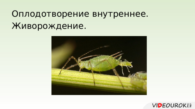 Оплодотворение внутреннее. Живорождение. 
