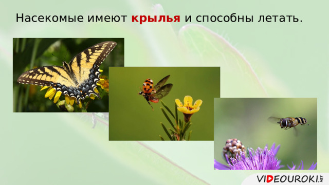 Насекомые имеют крылья и способны летать. 