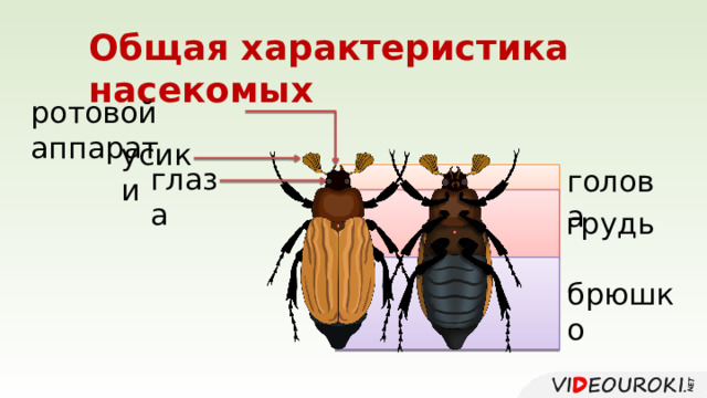 Общая характеристика насекомых ротовой аппарат усики глаза голова грудь брюшко 