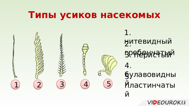 Типы усиков насекомых 1. нитевидный 2. гребенчатый 3. перистый 4. булавовидный 5. пластинчатый 5 3 4 1 2 