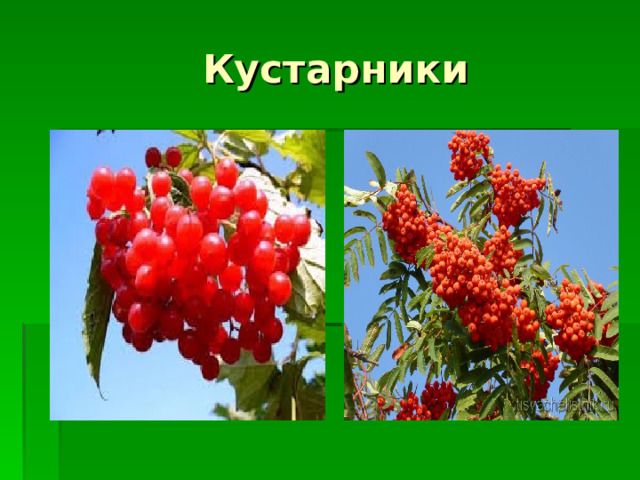 Кустарники 