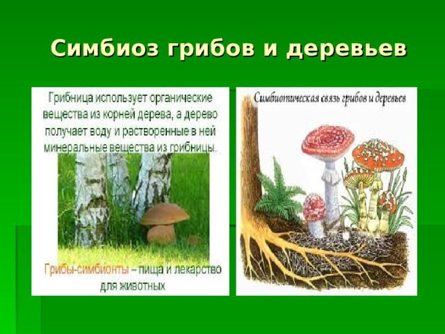  Симбиоз грибов и деревьев 