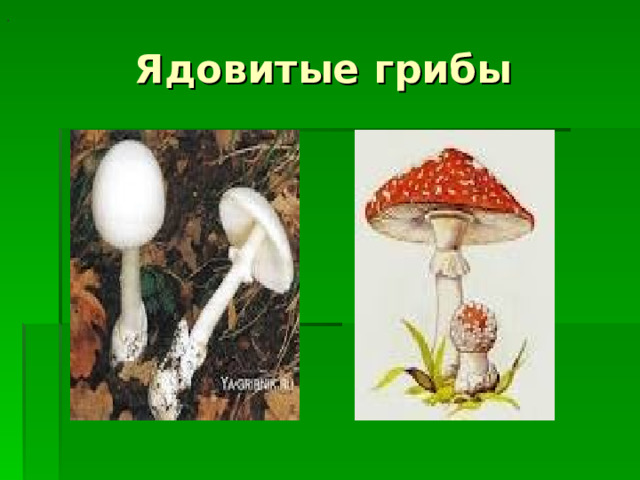 .  Ядовитые грибы 