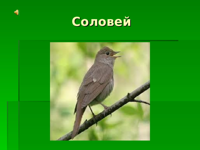  Соловей 