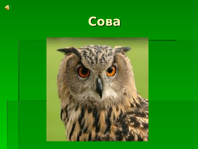  Сова 