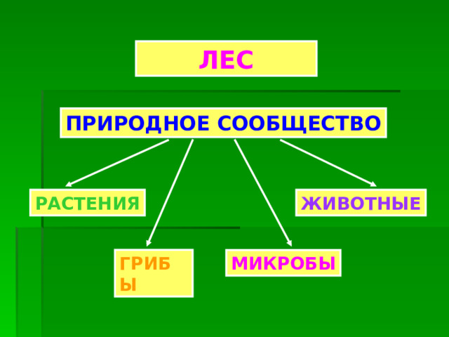 ЛЕС ПРИРОДНОЕ СООБЩЕСТВО РАСТЕНИЯ ЖИВОТНЫЕ ГРИБЫ МИКРОБЫ 