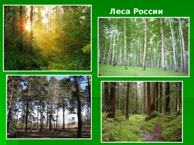 Леса России 