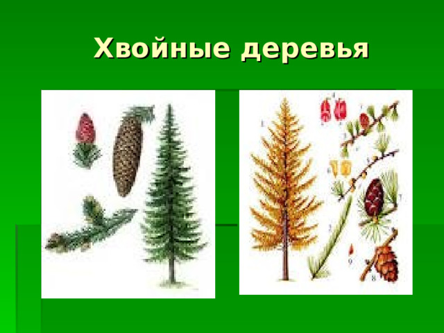  Хвойные деревья 