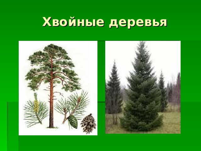  Хвойные деревья 