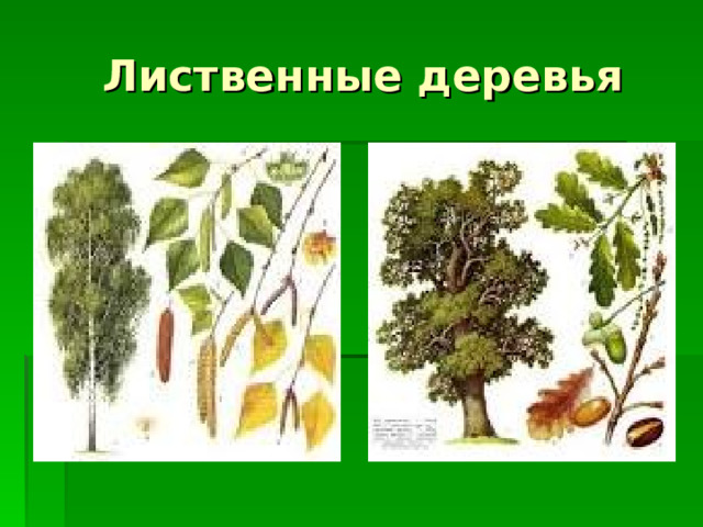  Лиственные деревья 