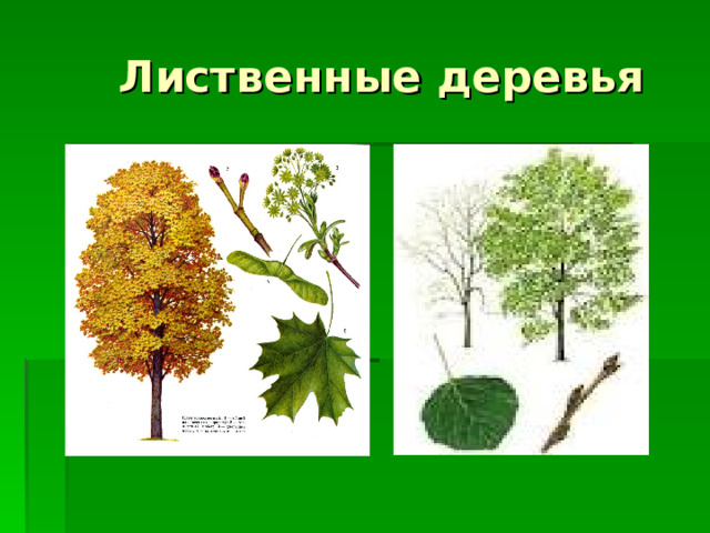  Лиственные деревья 