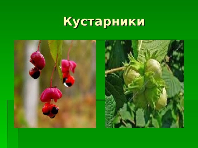  Кустарники 