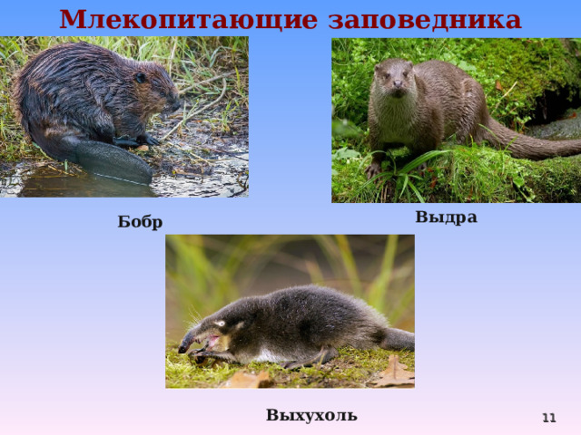 Млекопитающие заповедника Выдра  Бобр  Выхухоль  