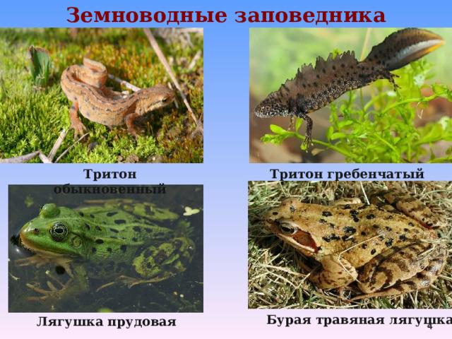 Земноводные заповедника Тритон обыкновенный Тритон гребенчатый  Бурая травяная лягушка Лягушка прудовая 