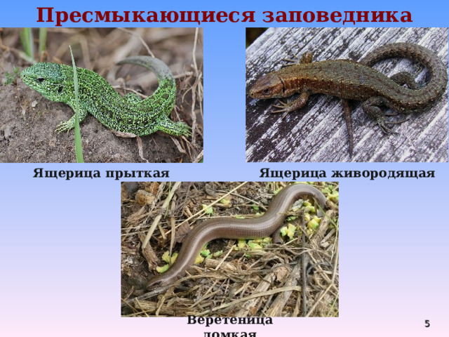 Пресмыкающиеся заповедника Ящерица прыткая Ящерица живородящая  Веретеница ломкая  