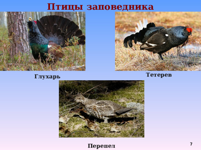 Птицы заповедника Тетерев  Глухарь  Перепел  