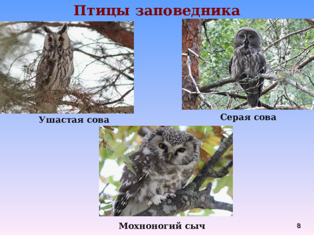 Птицы заповедника Серая сова  Ушастая сова  Мохноногий сыч  