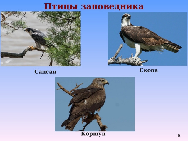 Птицы заповедника Скопа  Сапсан  Коршун  