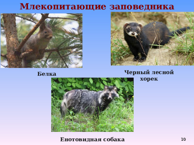 Млекопитающие заповедника Черный лесной хорек  Белка  Енотовидная собака  