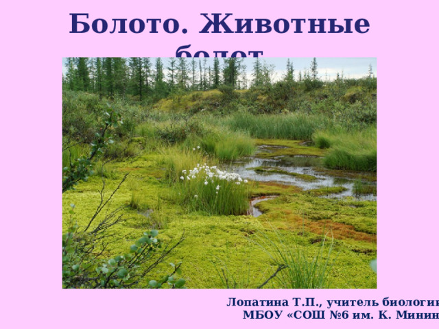 Болото. Животные болот Лопатина Т.П., учитель биологии МБОУ «СОШ №6 им. К. Минина 