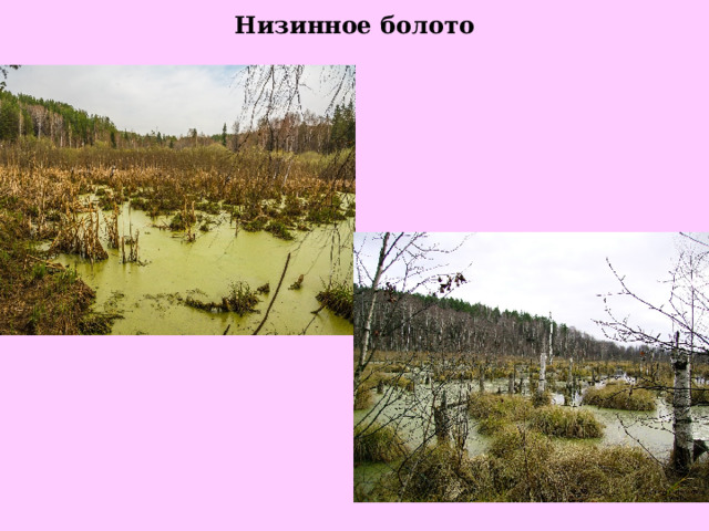 Низинное болото 