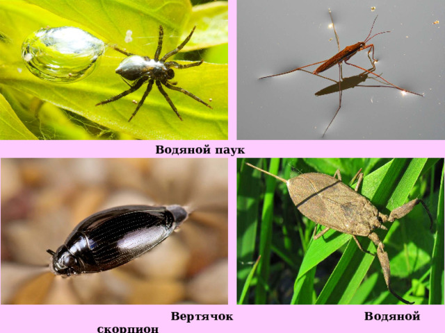  Водяной паук Водомерка  Вертячок Водяной скорпион 