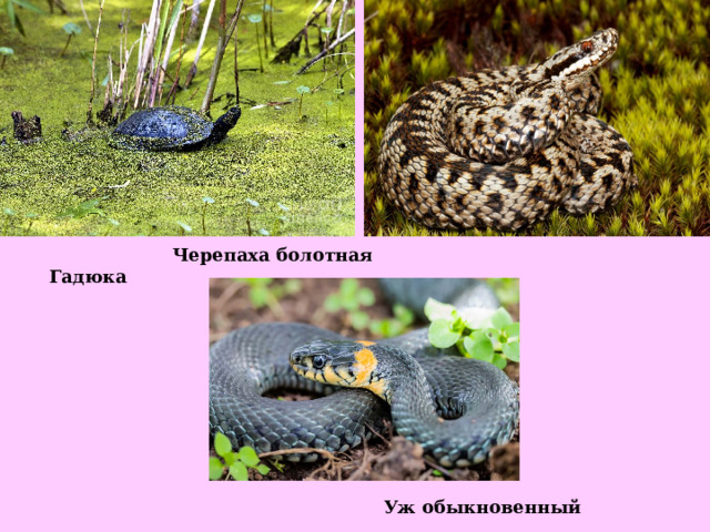  Черепаха болотная Гадюка  Уж обыкновенный 