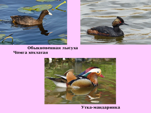  Обыкновенная лысуха Чомга хохлатая  Утка-мандаринка 