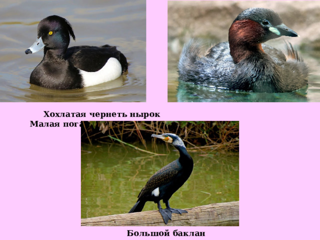  Хохлатая чернеть нырок Малая поганка Большой баклан 