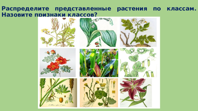 Распределите представленные растения по классам. Назовите признаки классов? 