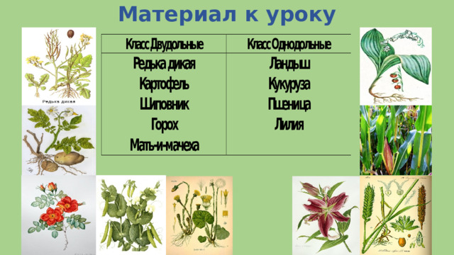 Материал к уроку 