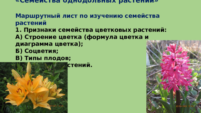         «Семейства однодольных растений»   Маршрутный лист по изучению семейства растений  1. Признаки семейства цветковых растений:  А) Строение цветка (формула цветка и диаграмма цветка);  Б) Соцветия;  В) Типы плодов;  2. Примеры растений.    