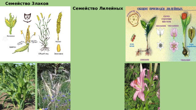Семейство Злаков Семейство Лилейных 