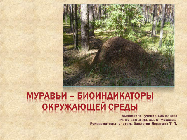 Выполнил: ученик 10Б класса МБОУ «СОШ №6 им. К. Минина»  Руководитель: учитель биологии Лопатина Т. П.    