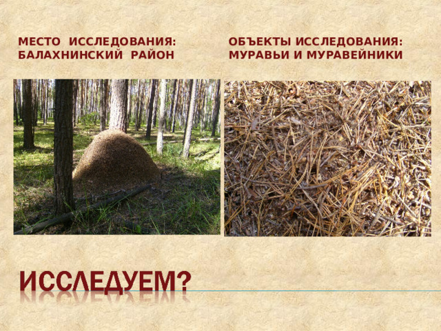 ОБЪЕКТЫ ИССЛЕДОВАНИЯ: МУРАВЬИ И МУРАВЕЙНИКИ МЕСТО ИССЛЕДОВАНИЯ: БАЛАХНИНСКИЙ РАЙОН 