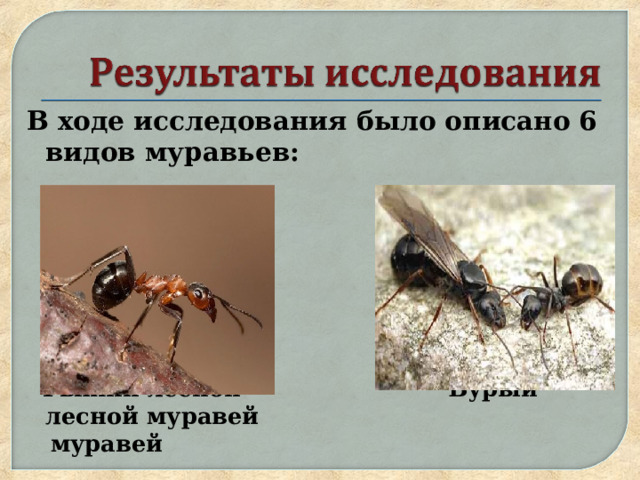 В ходе исследования было описано 6 видов муравьев:         Рыжий лесной Бурый лесной муравей  муравей 