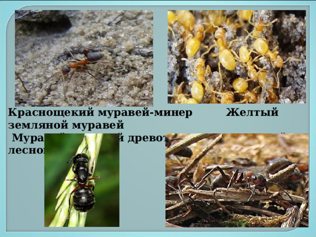 Краснощекий муравей-минер Желтый земляной муравей  Муравей красный древоточец Малый лесной муравей  