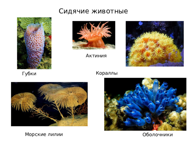 Сидячие животные Актиния Кораллы Губки Морские лилии Оболочники 