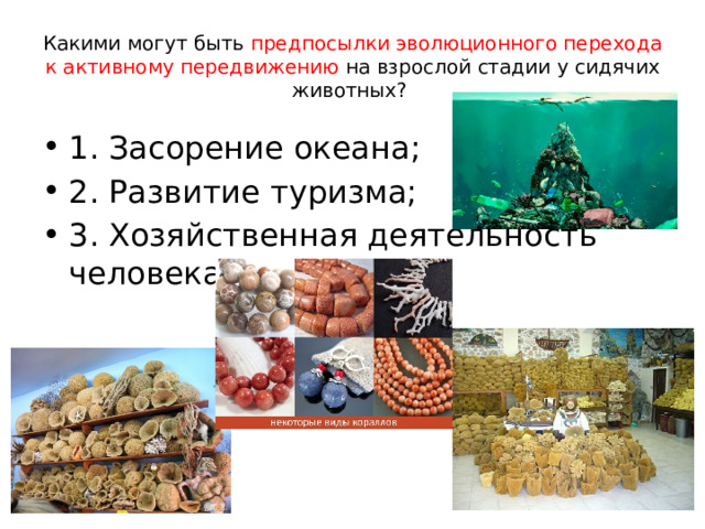 Какими могут быть предпосылки эволюционного перехода к активному передвижению на взрослой стадии у сидячих животных? 1. Засорение океана; 2. Развитие туризма; 3. Хозяйственная деятельность человека 