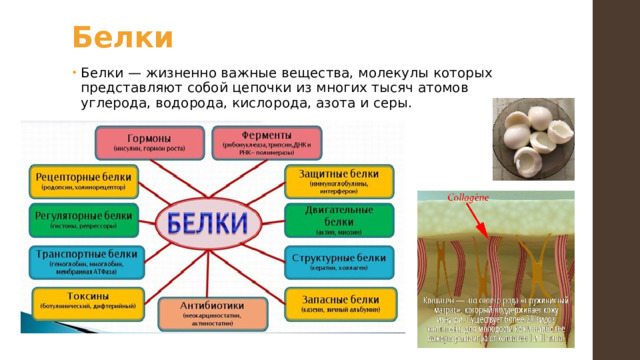 Белки Белки — жизненно важные вещества, молекулы которых представляют собой цепочки из многих тысяч атомов углерода, водорода, кислорода, азота и серы. 